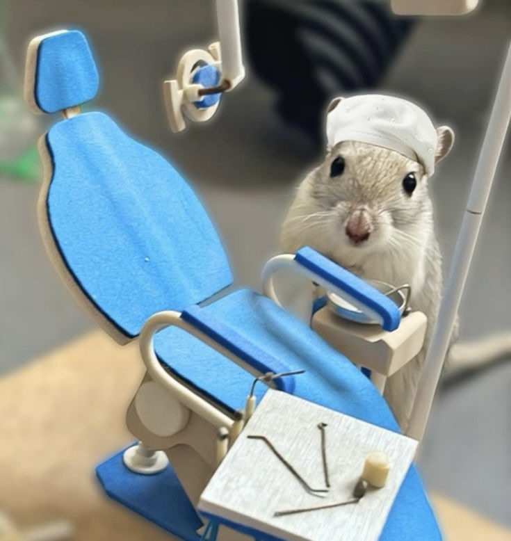 Krankheiten bei Rennmäusen